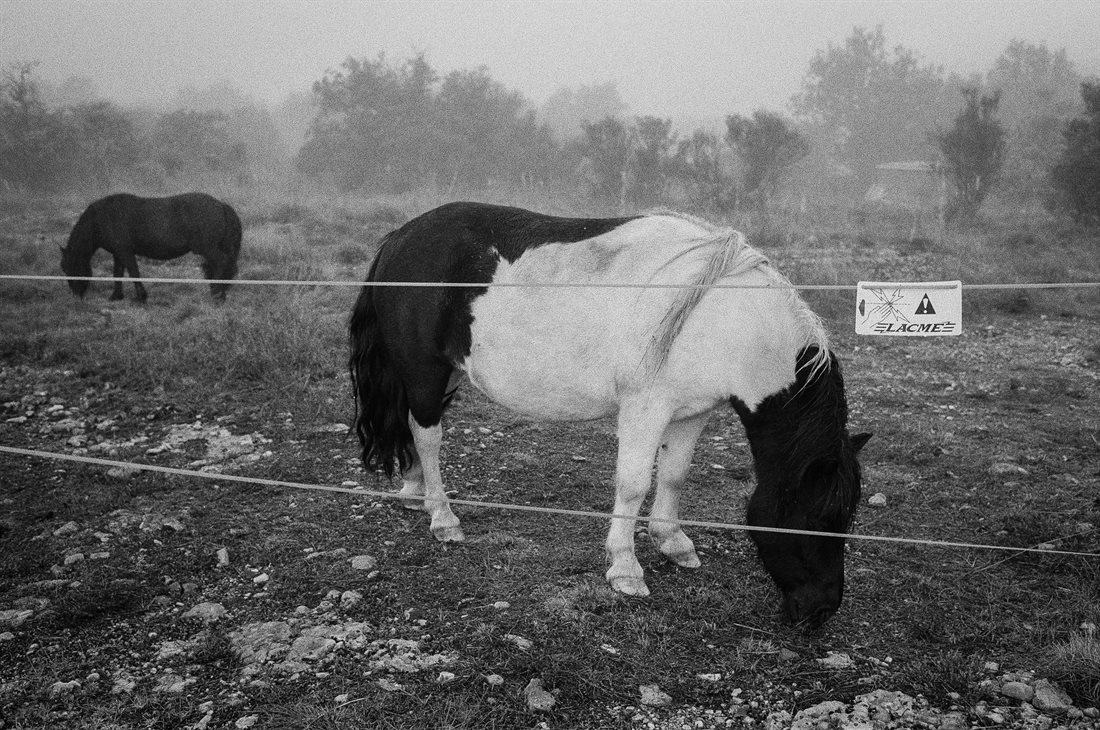 Ardèche, deux poneys broutent dans un pré brumeux ceint de rubans de clôture électrique avec étiquette Lacme, petit box et arbres épineux en fond, ciel grisâtre 